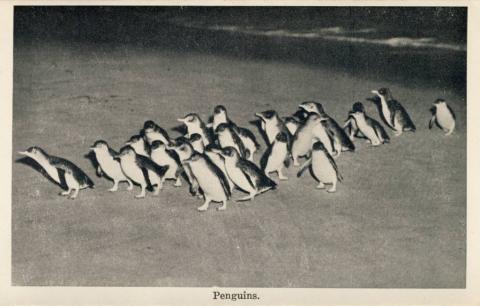 Penguins, Cowes