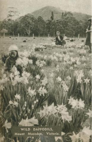 Wild daffodils, Mount Macedon, 1954
