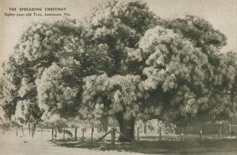 Eighty-year-old tree, Jamieson, 1954