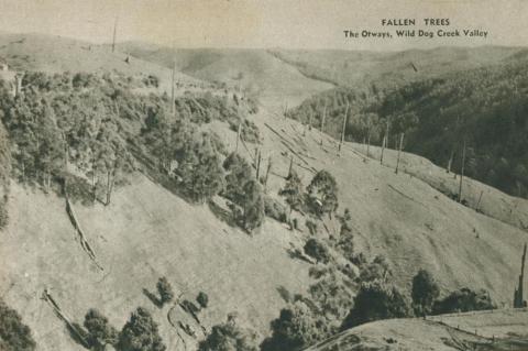 Fallen trees, The Otways, Wild Dog Creek Valley, 1954