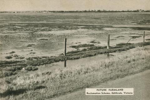 Future farmland, reclamation scheme, Edithvale, 1954