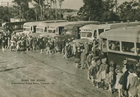 Consolidated school buses, Timboon, 1954