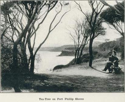 Tea-Tree on Port Phillip Shores, 1918