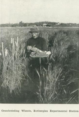 Crossbreeding wheat, Rutherglen Experimental Station, 1918