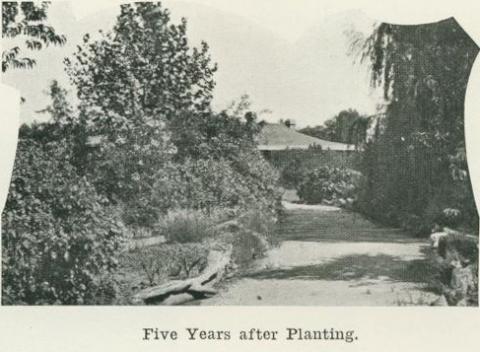 Dr Wight's, Kyabram, five years after planting, 1918