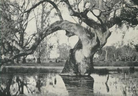 Oxley Road, Oxley, 1960