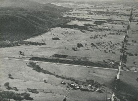 Orange Groves, Warby Ranges, Glenrowan, 1960