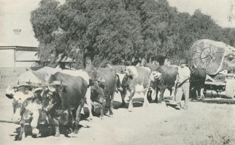 Bullocks hauling timber, Echuca, 1950