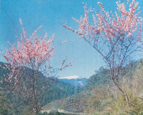 The Bogong High Plains, 1971