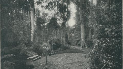 Picnic Spot, Yarram, 1933