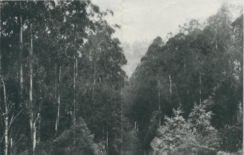 View from Balook Road, Yarram, 1933