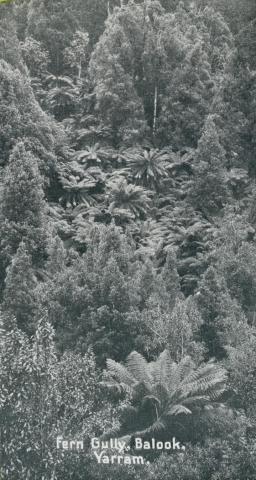 Fern Gully, Balook, Yarram, 1947