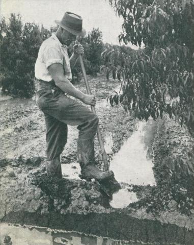 Kyabram orchardist, 1952