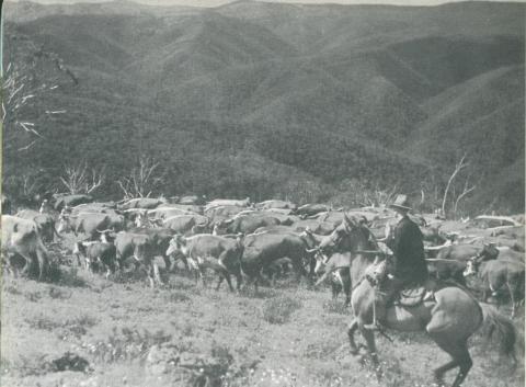 Hereford cattle being mustered on the Dargo High Plains, c1952