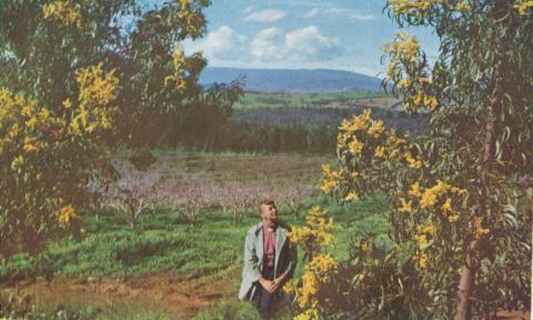 Wattle with the Dandenongs in the background, 1958