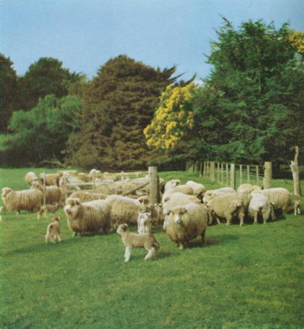 Stud ewes and lambs, Noorat, 1958