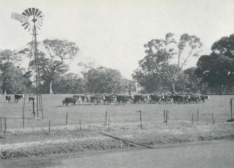 Hereford cattle, Konongwootong, 1958