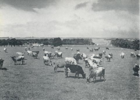 A Grade herd at pasture, Larpent, 1958