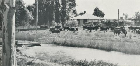 Irrigation channel, Tongala, 1958