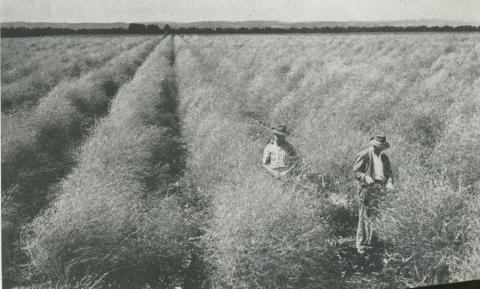 Asparagus crop, Dalmore, 1955