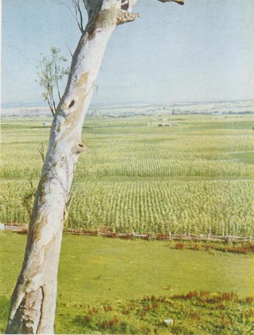 Maize flats, Lindenow, 1955
