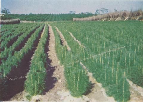 Pinus radiata nursery, Longford, 1955