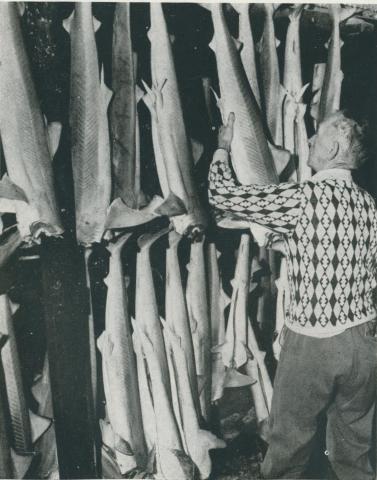 Gummy shark in the freezing  chamber, Port Albert, 1955