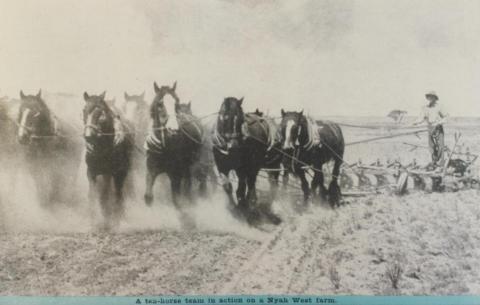 Ten horse team on Nyah West farm, 1947