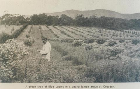 Crop of Blue Lupins in lemon grove, Croydon, 1943