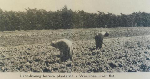 Hand-hoeing lettuce, Werribee, 1955