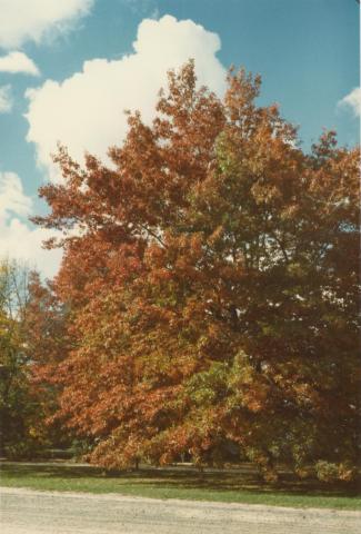 Autumn, Woodend, 1980