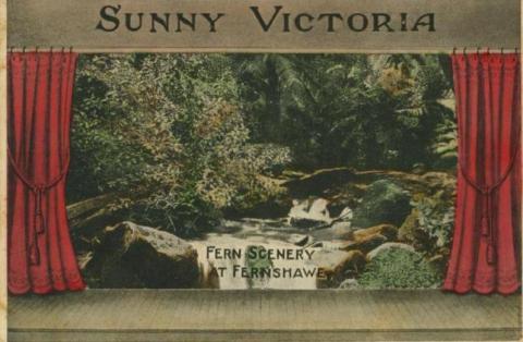 Fern scenery at Fernshaw, 1909