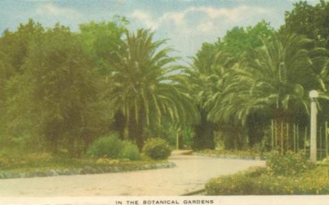 In the Botanical Gardens, Horsham, 1951