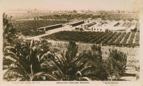 Irrigated Vineyard, Mildura, 1913