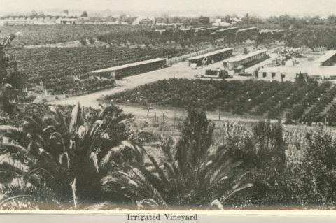 Irrigated Vineyard, Mildura