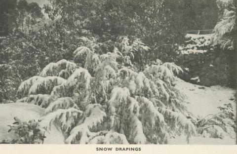 Snow Drapings, Mount Buffalo, 1953