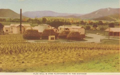 Flax Mill and Pine Plantations in the distance, Myrtleford, 1953