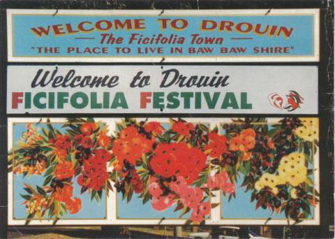 Drouin Ficifolia Festival