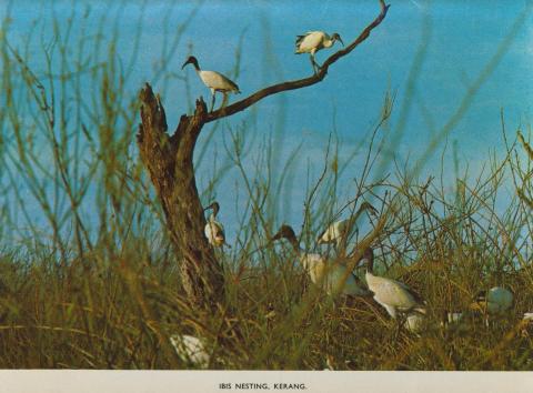 Ibis nesting, Kerang, 1975