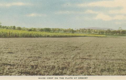 Maize Crop on the Flats at Orbost, 1948