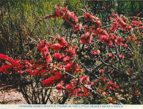 Crimson Honey-Myrtle found in the Little Dersert near Kaniva