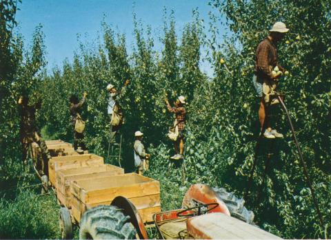 Pear picking at Zurcas Orchard, Shepparton