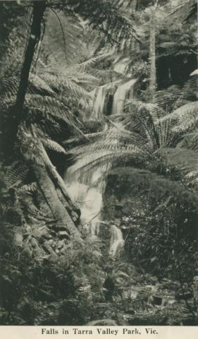 Falls in Tarra Valley Park, 1949