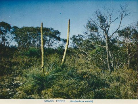 Grass trees, Wimmera