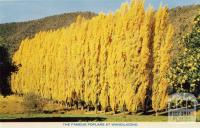 The famous poplars at Wandiligong