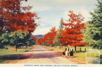 Scarlet oaks and cedars, Delany Avenue, Bright