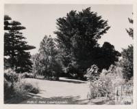 Public Park, Camperdown