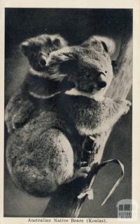 Australian native bears (Koalas), Cowes