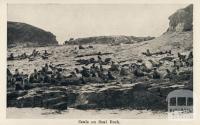 Seals on Seal Rock, Cowes