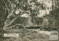 Weeping willows, Kiewa River, Dederang, 1954